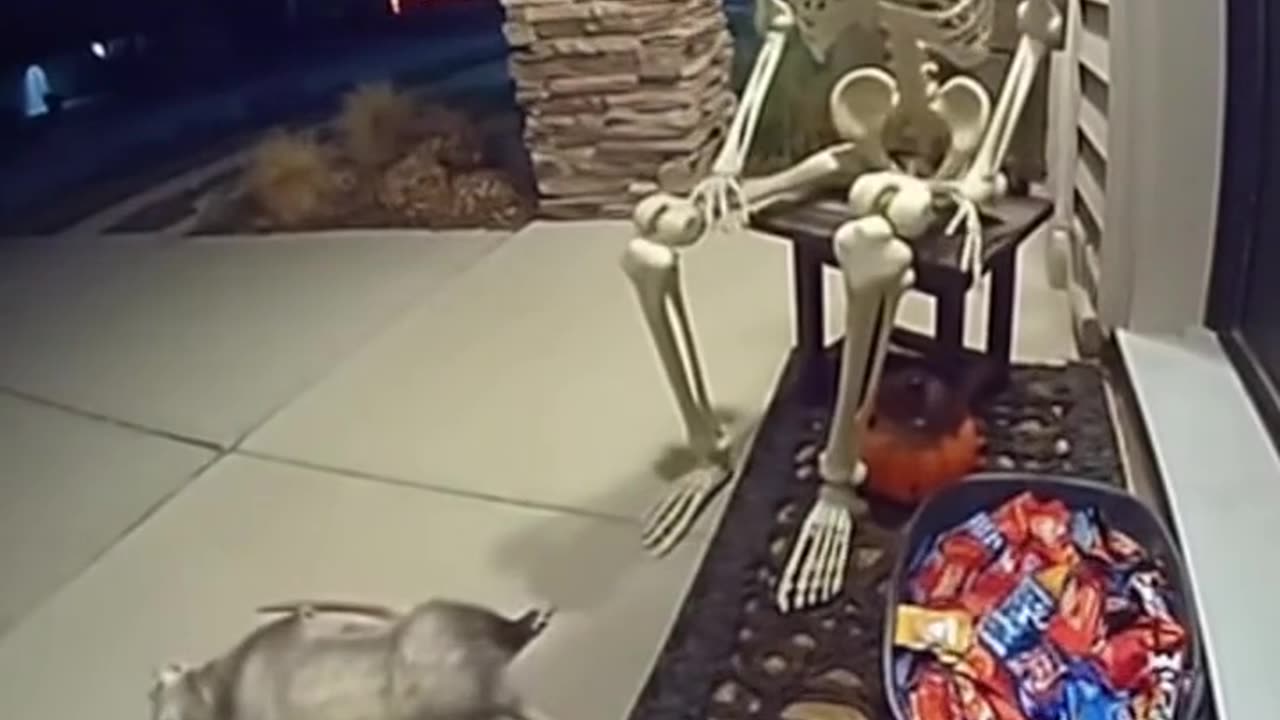 Possums really DO play dead