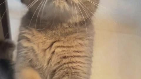 Cat, give me the grilled sausage quickly.
