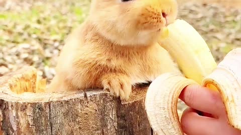 The little rabbit ,#eating banana the very beautiful