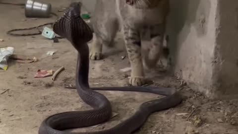 Kucing lawan ular cobra