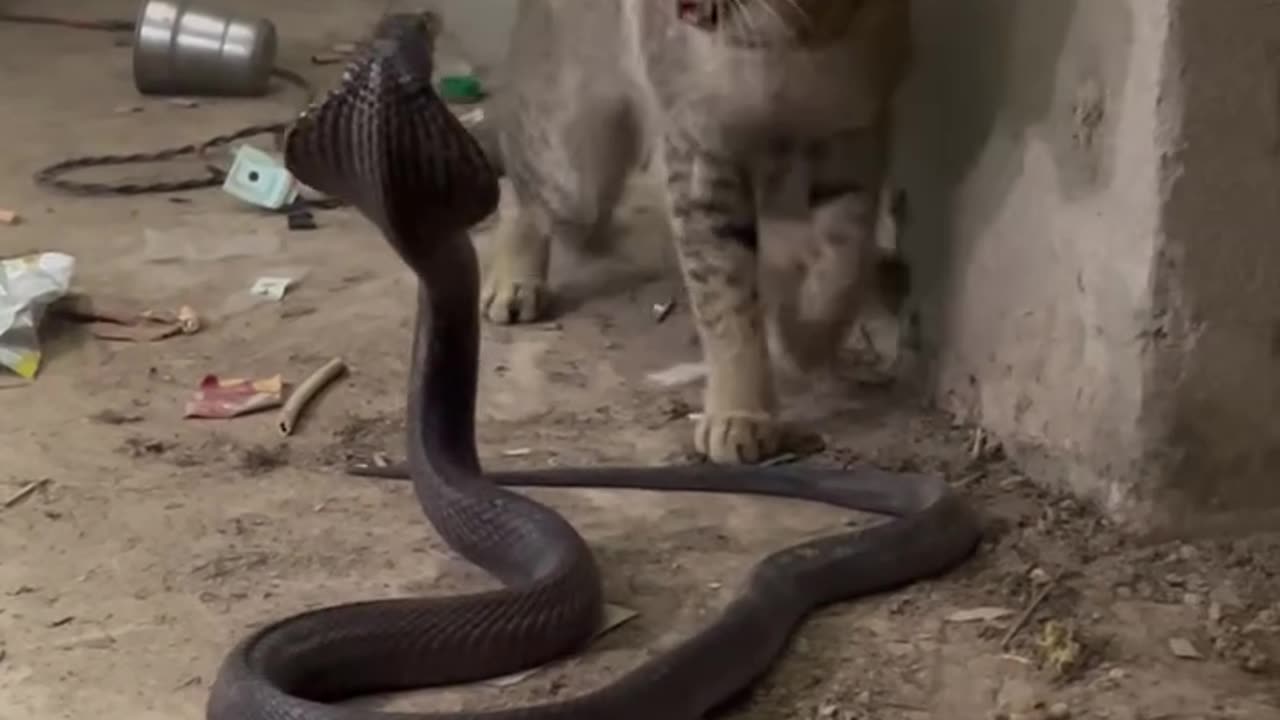Kucing lawan ular cobra