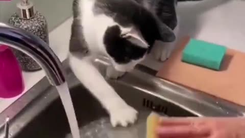 Helping the cat to the mother