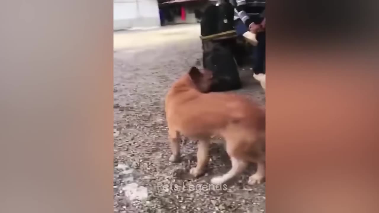 🐶😂 Hilarious Pet Antics Compilation | Try Not to Laugh! 🎬