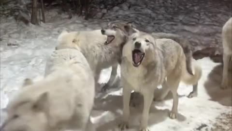 Wolf in the Cabin Canada