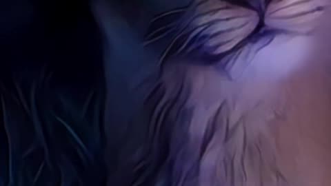 Shahrukh khan mufasa video animated movie