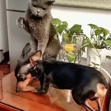 Funniest Dog and Cat Videos You'll Ever See #funny #funnycatanddog