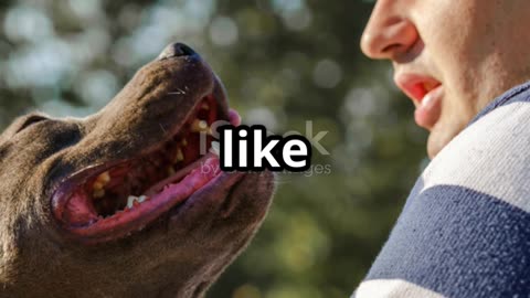 Do You and Your Dog Look Alike?