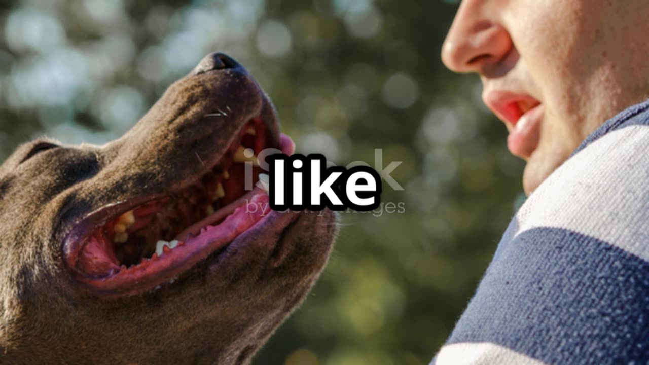 Do You and Your Dog Look Alike?