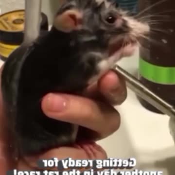 funny funny videos funny names funny animalsfunny funny videos funny names