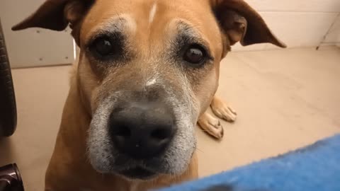 Kaia 8y A878948@TRN, from kennel 215 harrys haven PACC shelter she's a real easygoing gal20251019367