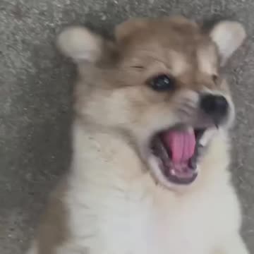 Puppy Takes Off Running