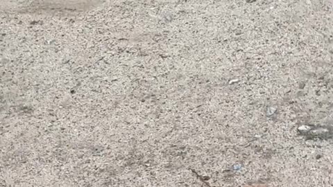 Happy Kid Escapes Mom in Big Puddle