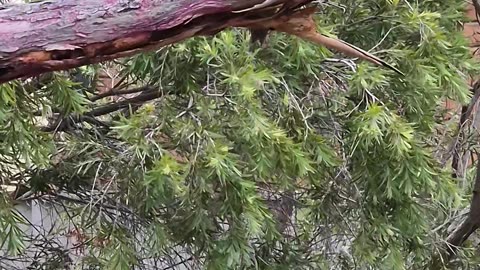 Grumpy Frogmouth Bird Family
