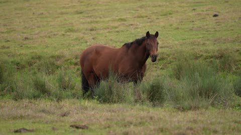 Traditional Australian Pony in Australia