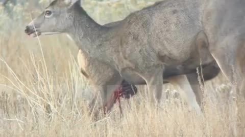 Nature's Harsh Moments Compilation 20😮👀