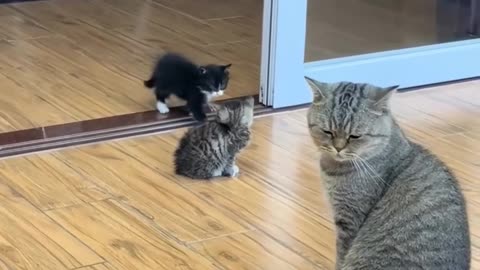 Cats comedy videos funny kids video