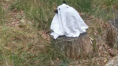 😂👻 You Won't Believe This Cozy Halloween Ghost Shoot with Dogs! | FunFM