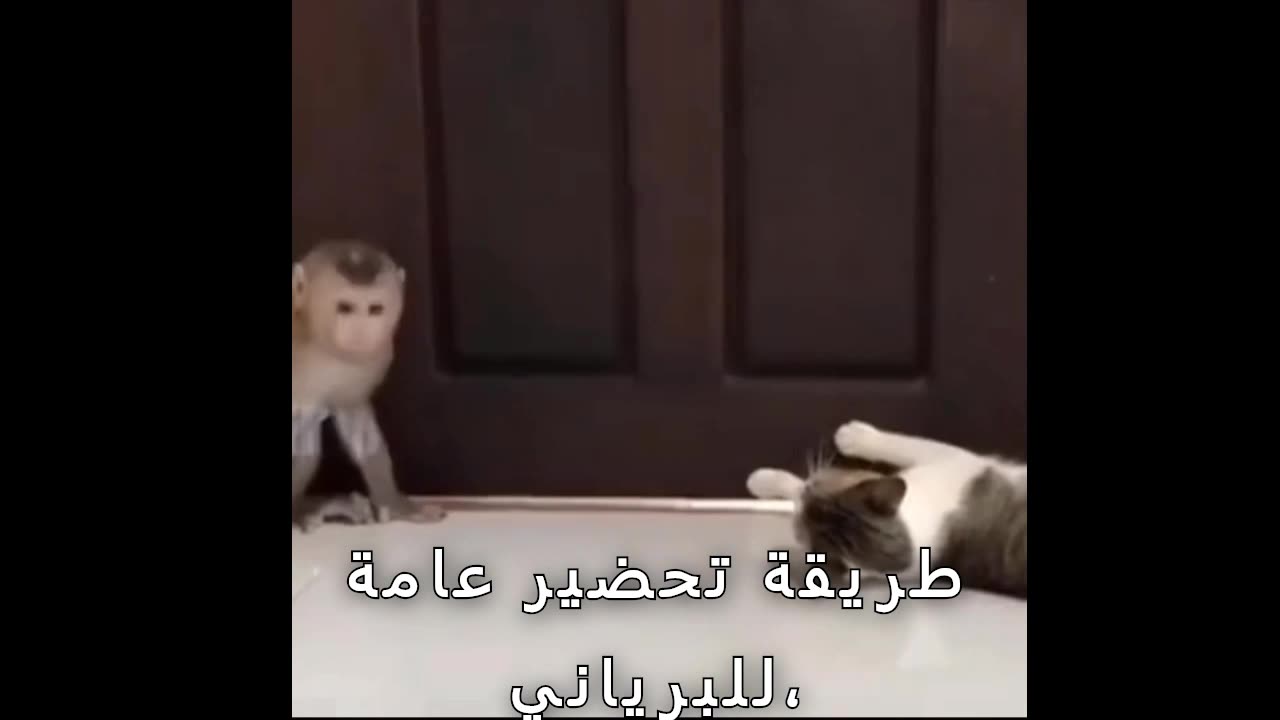 مغامرات كوميديا للقرد فوكس مع القطط و الكلاب و الضفادع