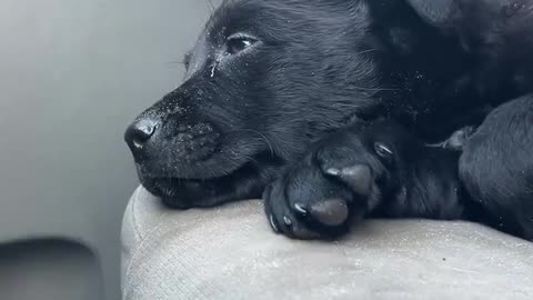 Woe Day 63. I am in the ark. Waiting for GOD to open the Door for a spring/summer Pentecost rapture