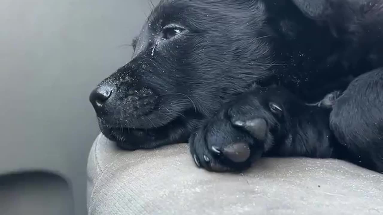 Woe Day 63. I am in the ark. Waiting for GOD to open the Door for a spring/summer Pentecost rapture