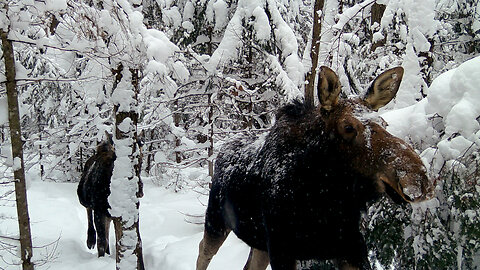 I Dumped 2,000 lbs of Carrots in the Canadian Wilderness and This Happened | Bear, Moose, Deer Fight