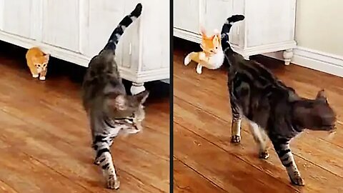 Your Daily Dose of Pets - Kitten Tried A Sneak Attack