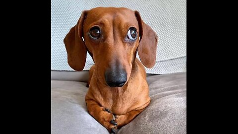 My Dog Is Sweet