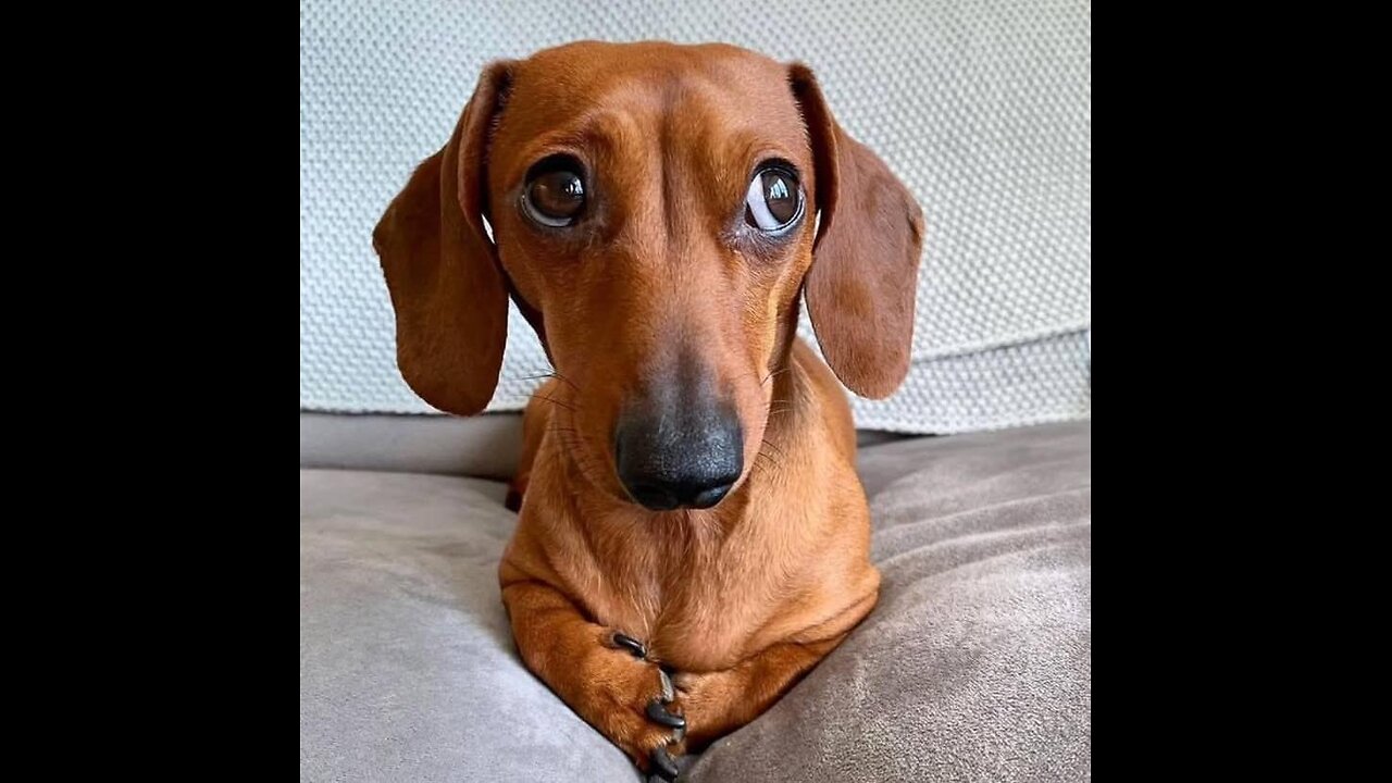 My Dog Is Sweet