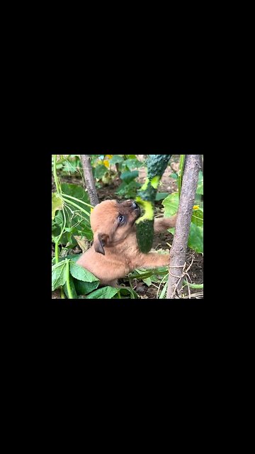 The little dog is munching on cucumbers in the vegetable field