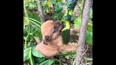 The little dog is munching on cucumbers in the vegetable field