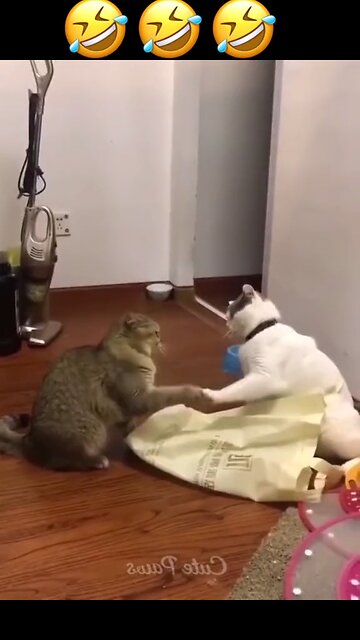 Funny Cat Video Collection Part 1