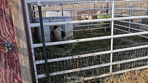 Graham Family Farm: 11:30 AM January 5th 2025