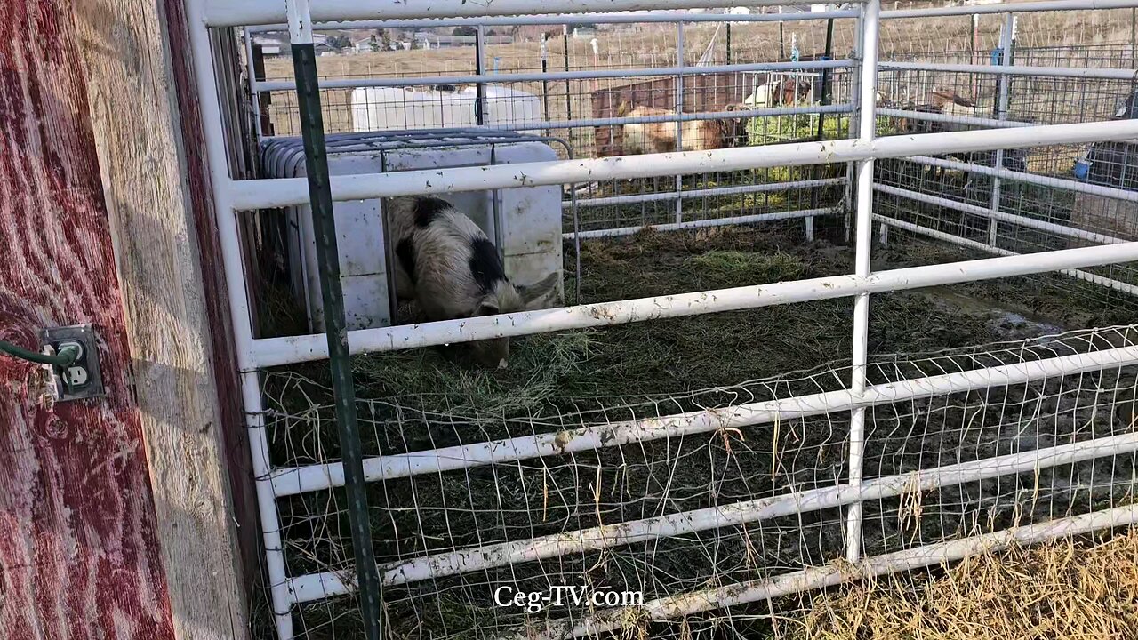 Graham Family Farm: 11:30 AM January 5th 2025