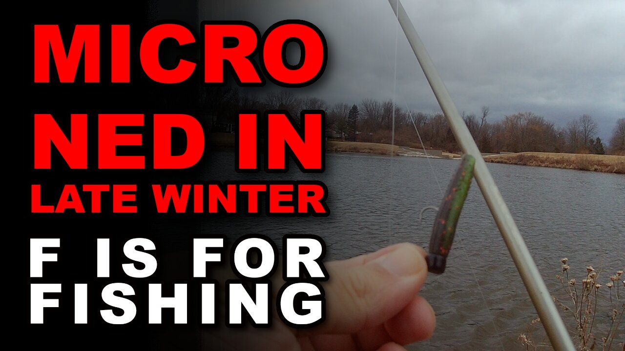 Micro Ned in Late Winter