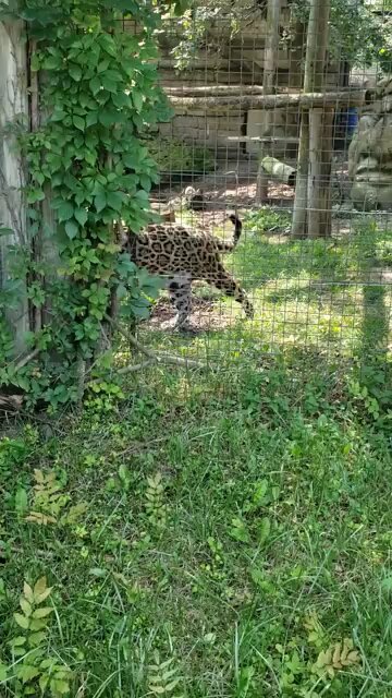 🐆 Leopard at the toronto zoo!