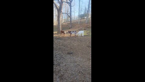 Shorthorn Plus Steer Calves Under 4 Weeks Old