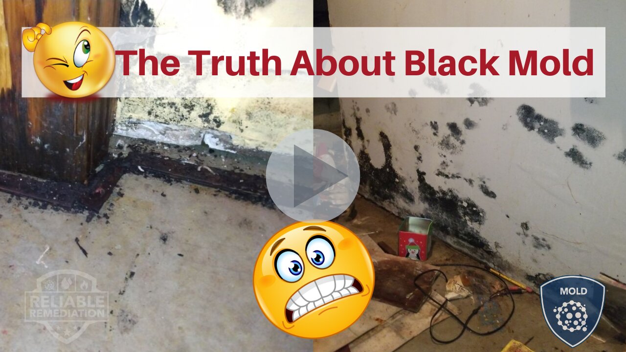 😱The TRUTH About Black Mold🧫