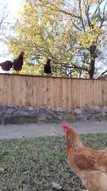 🐔 Chickens 101 Lesson #9: Interrogation Line Ups