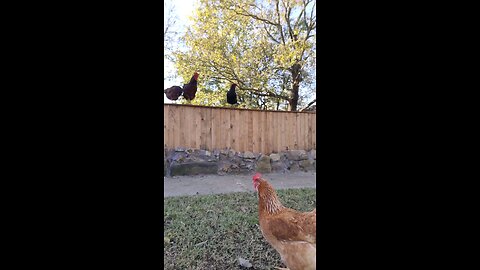 🐔 Chickens 101 Lesson #9: Interrogation Line Ups