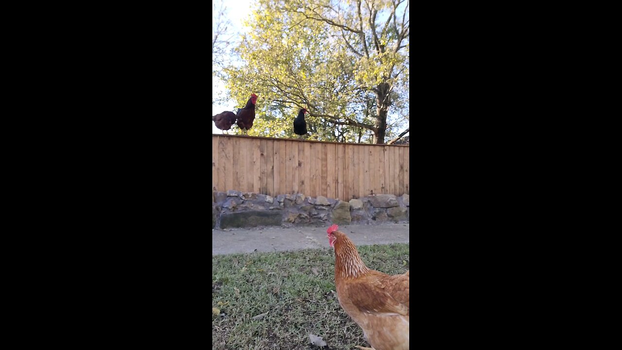 🐔 Chickens 101 Lesson #9: Interrogation Line Ups