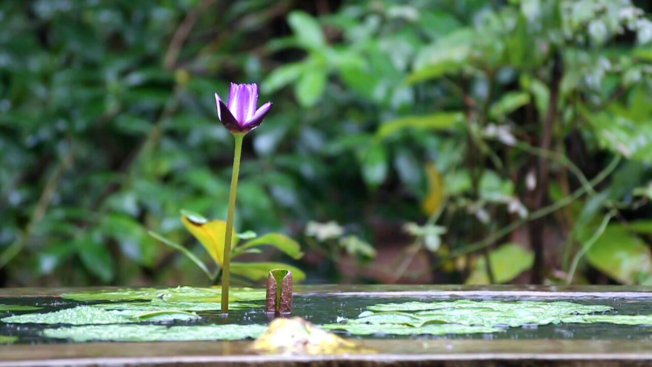 Blue Lotus