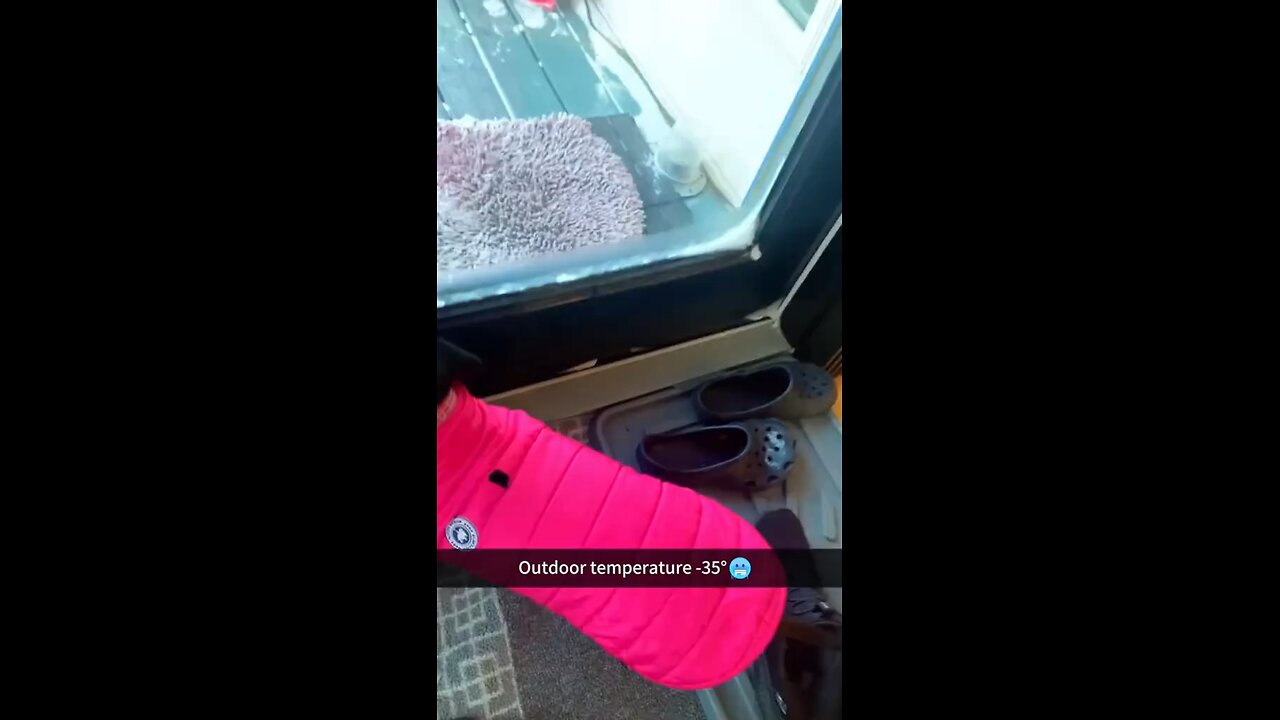 So cool ❄️🐶