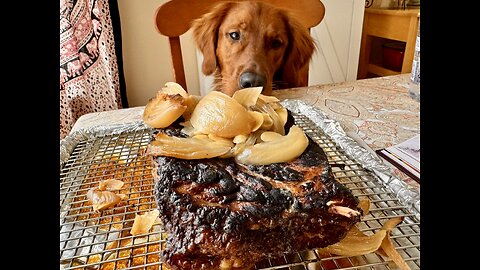 Lunch Date with a Red Golden Retriever Puppy!