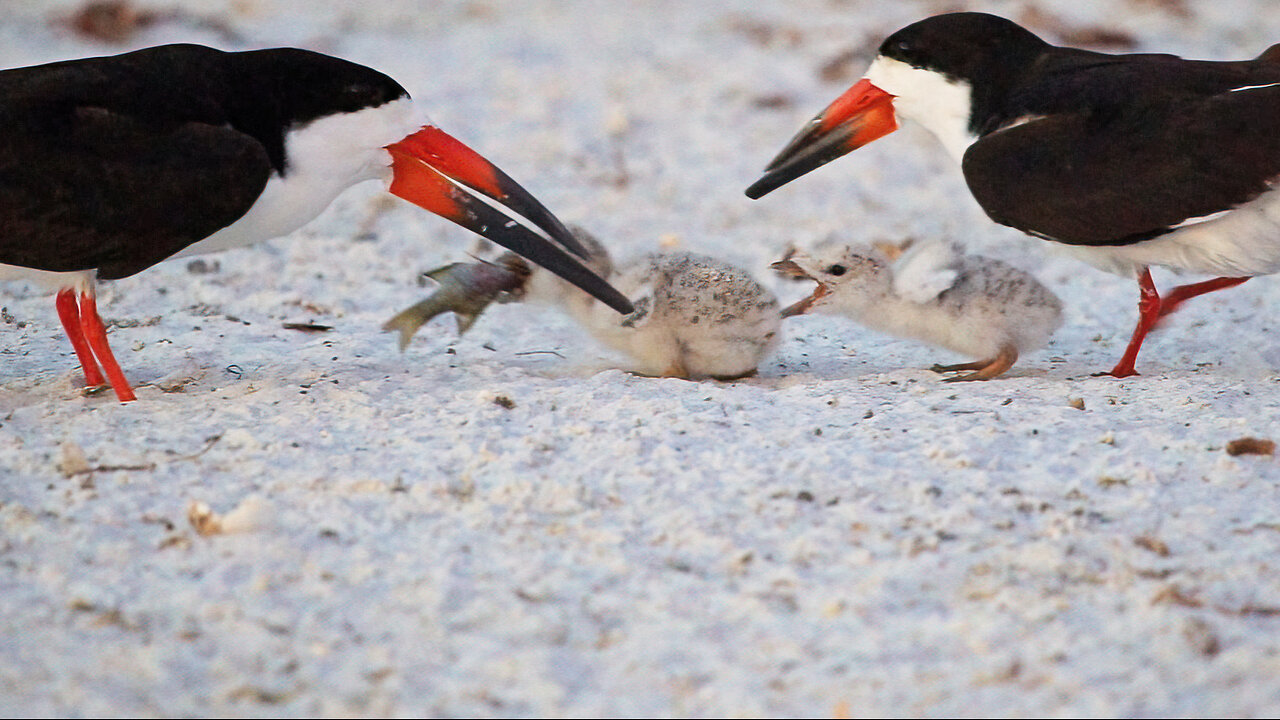 Hatching Day 11 Part 4: Sunset Over the Black Skimmer Colony