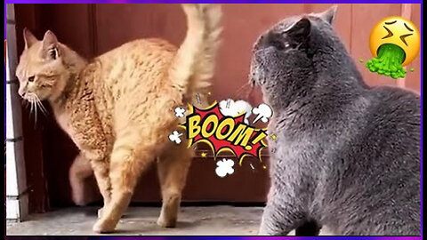 funny animals
