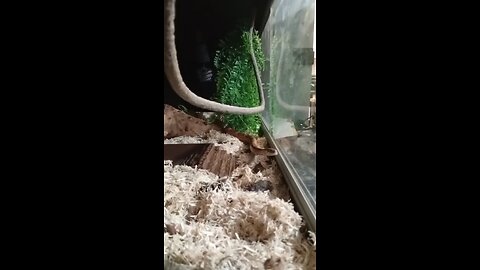 Corn snake