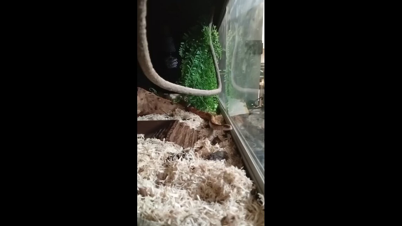 Corn snake