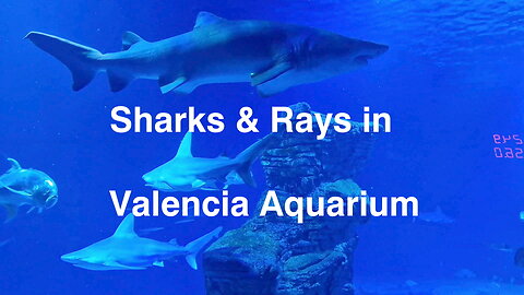 Sharks & Rays in EUROPE'S LARGEST AQUARIUM, in Valencia