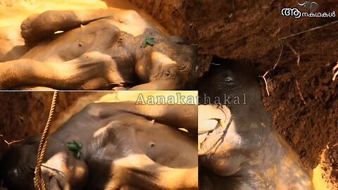 ആനകുട്ടിയുടെ അവസാന നിമിഷങ്ങൾ _ Last moment of elephant _ Baby elephant video