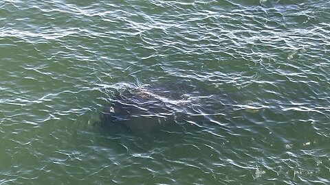 Manatees October 3 2025